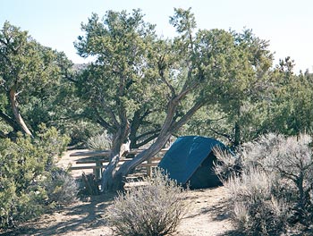 A site at the Mid Hills campground. Mojave National Preserve (Elevation approx. 5500 feet)